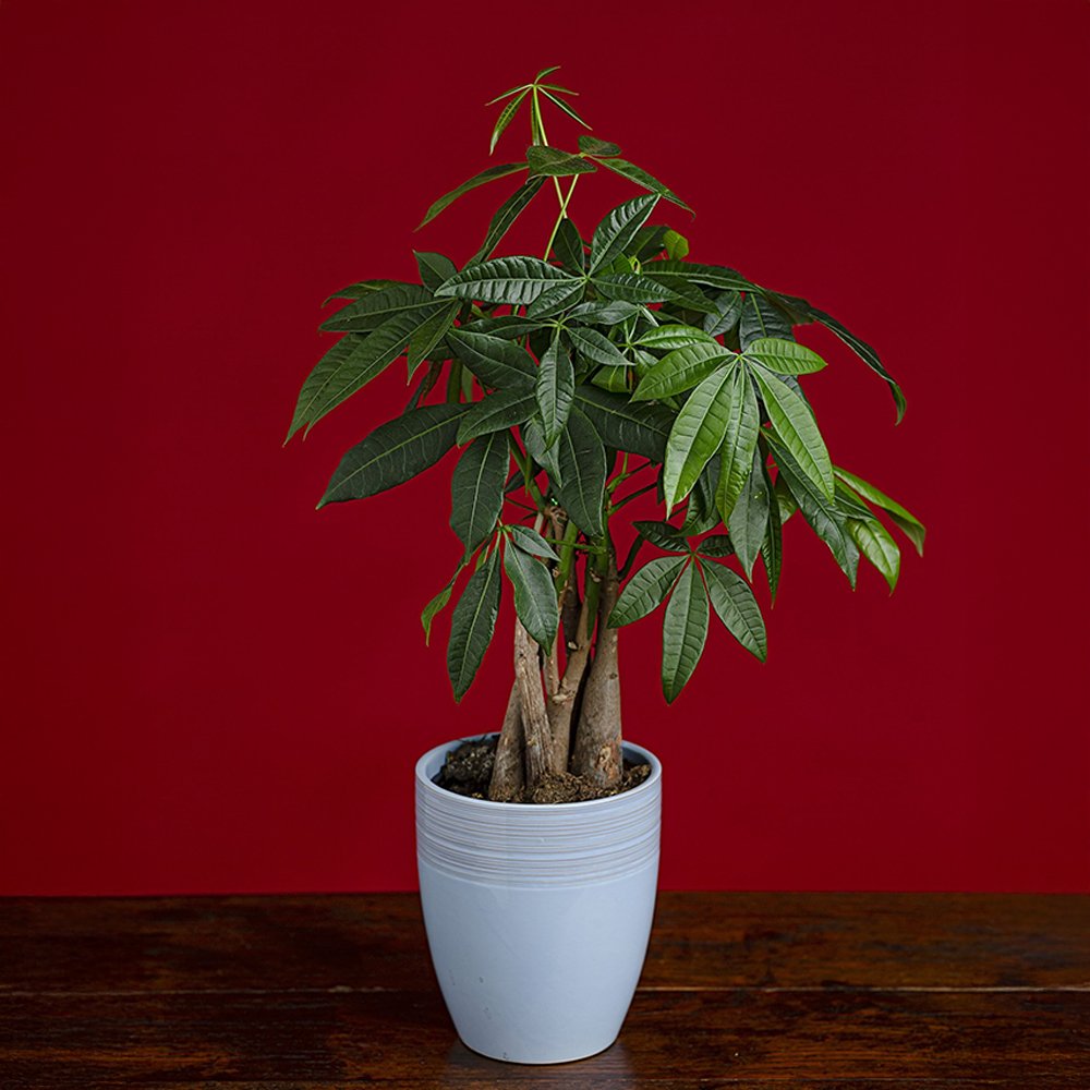 Money Tree Plant
